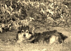 Sepia