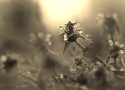 Szary + Sepia