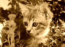 Sepia