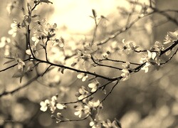 Szary + Sepia