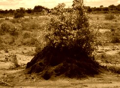 Sepia