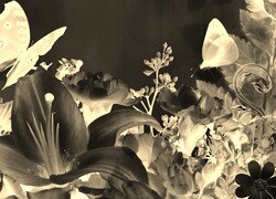 Sepia + Negatyw