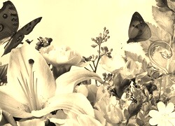 Szary + Sepia