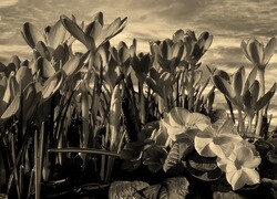 Szary + Sepia