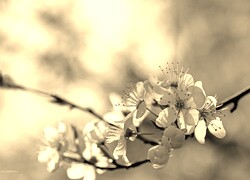 Szary + Sepia