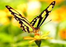 Oryginalny obrazek