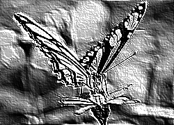 Skamielina