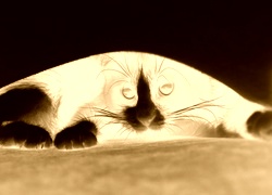 Sepia + Negatyw