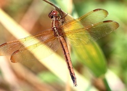Oryginalny obrazek