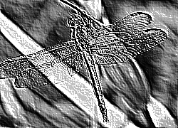 Skamielina