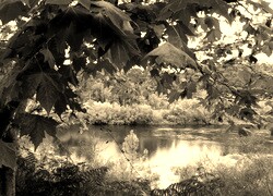 Sepia