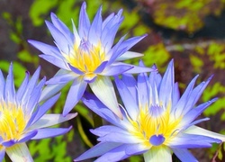 Oryginalny obrazek