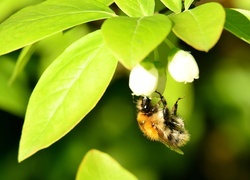 Oryginalny obrazek