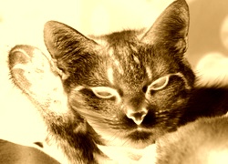 Sepia + Negatyw