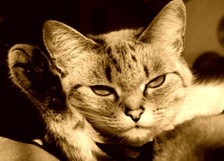 Sepia