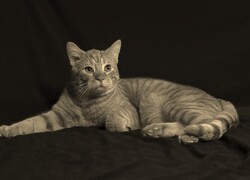 Szary + Sepia