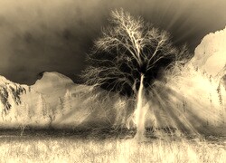 Sepia + Negatyw