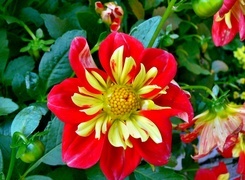 Oryginalny obrazek