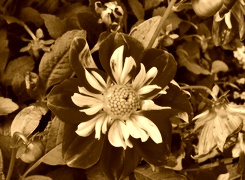 Sepia