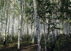 Oryginalny obrazek
