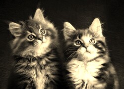 Szary + Sepia