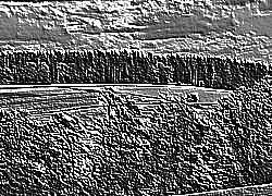 Skamielina