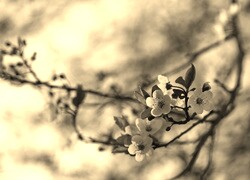 Szary + Sepia