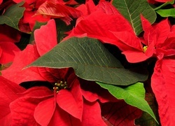 Oryginalny obrazek