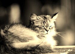 Szary + Sepia