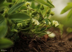 Oryginalny obrazek