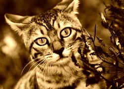 Sepia