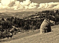 Szary + Sepia