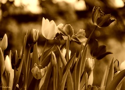 Sepia