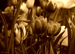 Sepia