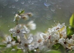 Oryginalny obrazek