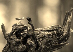 Szary + Sepia