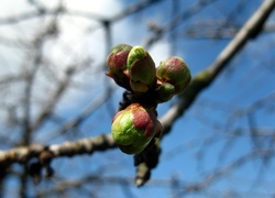 Oryginalny obrazek