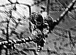 Skamielina