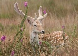 Oryginalny obrazek