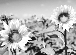 Szary + Sepia