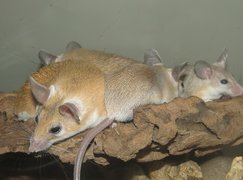 Oryginalny obrazek