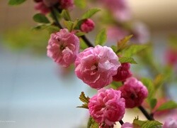 Oryginalny obrazek
