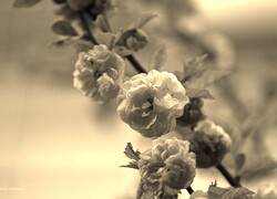 Szary + Sepia