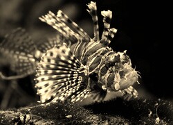 Szary + Sepia