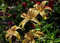 Oryginalny obrazek