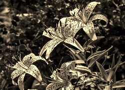 Sepia