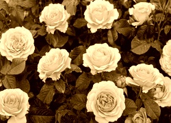 Sepia