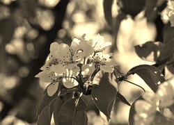 Szary + Sepia