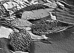 Skamielina