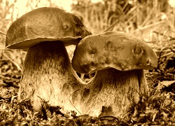 Sepia